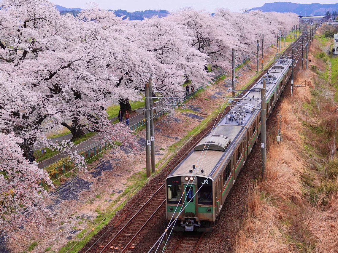 🌉 시바타 센오쿄 (일목천본벚꽃) 이미지 4